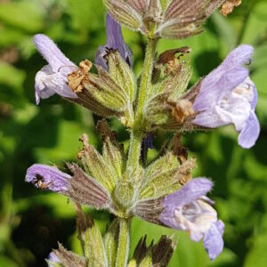 <em>Officinalis</em>: el secret etimològic de les farmàcies de la natura