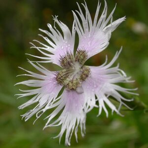 <em>Dianthus</em>, la flor dels déus: etimologia d’un nom amb arrels celestials