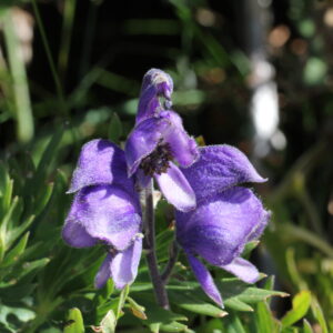 <em>Aconitum</em>: entre la geografia, la mitologia i el seu verí letal