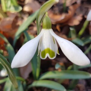 Quan la neu dóna nom: l’epítet nivalis al món vegetal